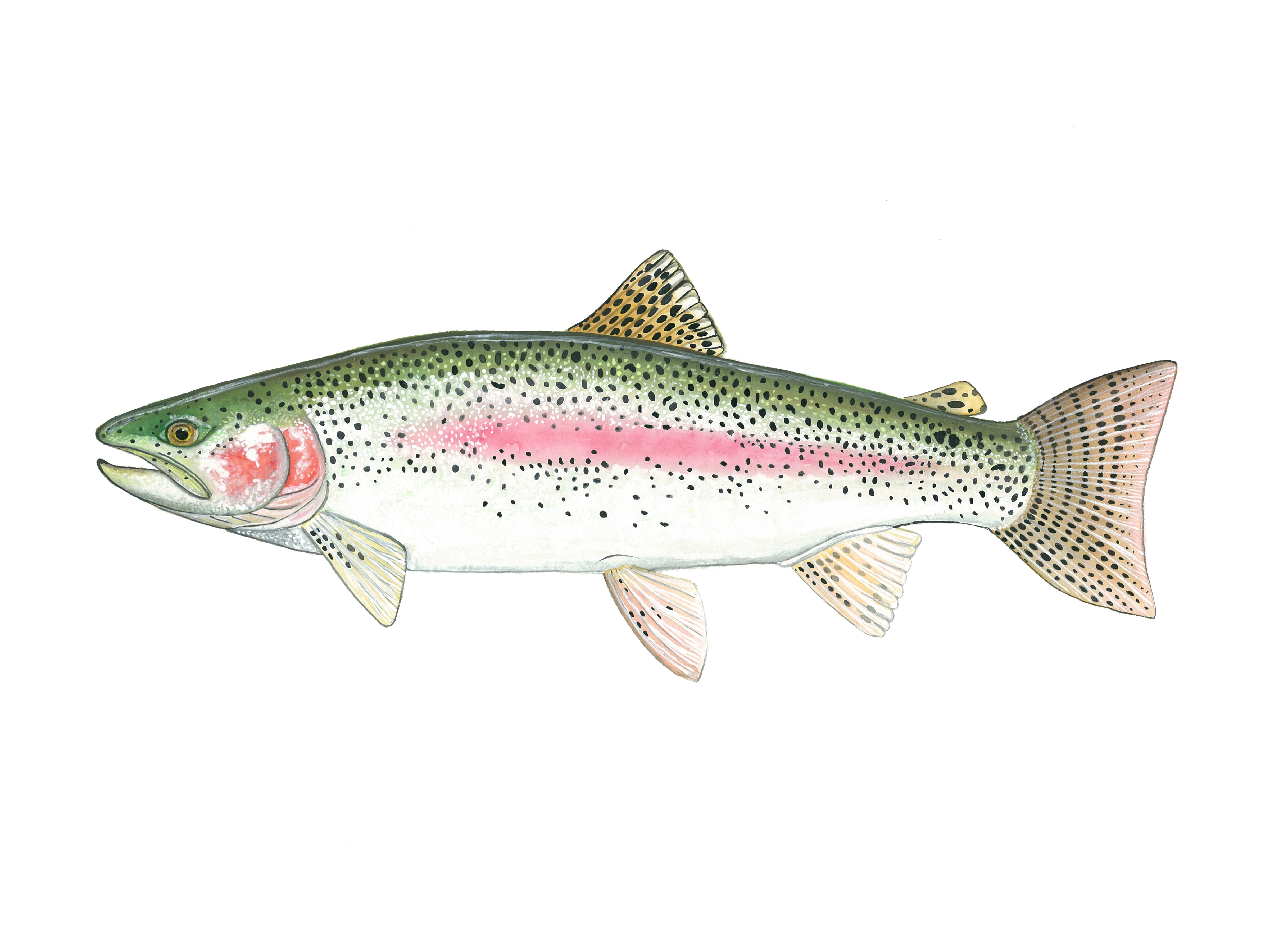 Breakwater Bay 'Rainbow Trout' Framed Acrylic Painting Print, Yellow