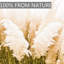 10 pièces de 40 po de hauteur herbe de pampas - Pompas floral