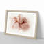 Petals of a Pink Carnation - Picture Frame Graphic Art Print-55732100-55732105