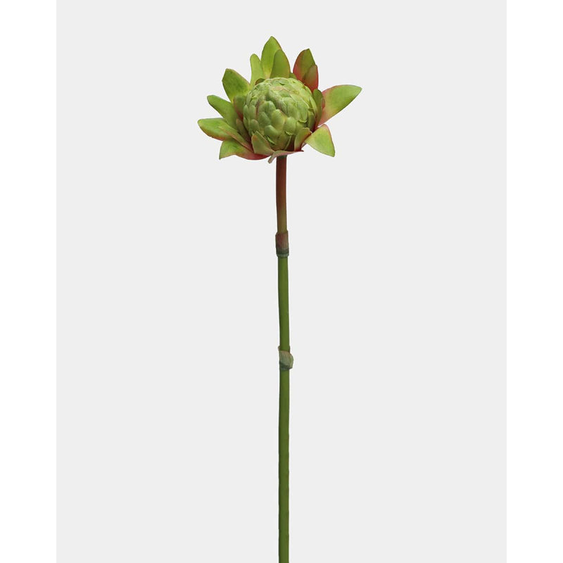 Protea Blush Waratah Bloom 31 po, Pink, 31" H x 6" W