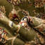 Oriental Synthetic Area Rug-2093383836