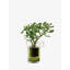 Balcony Handmade Glass Planter-1766314223