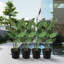 Kozyard pots de fleurs ronds d'intérieur 4Packs avec plateau récupérant l'eau pour le patio-1716788114-1716788113
