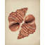 Two Conch Shells by Josie George — Still Life Wall Art-1568665411-1568665414-1568665424