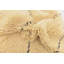 Tapis ivoire Nathaniel