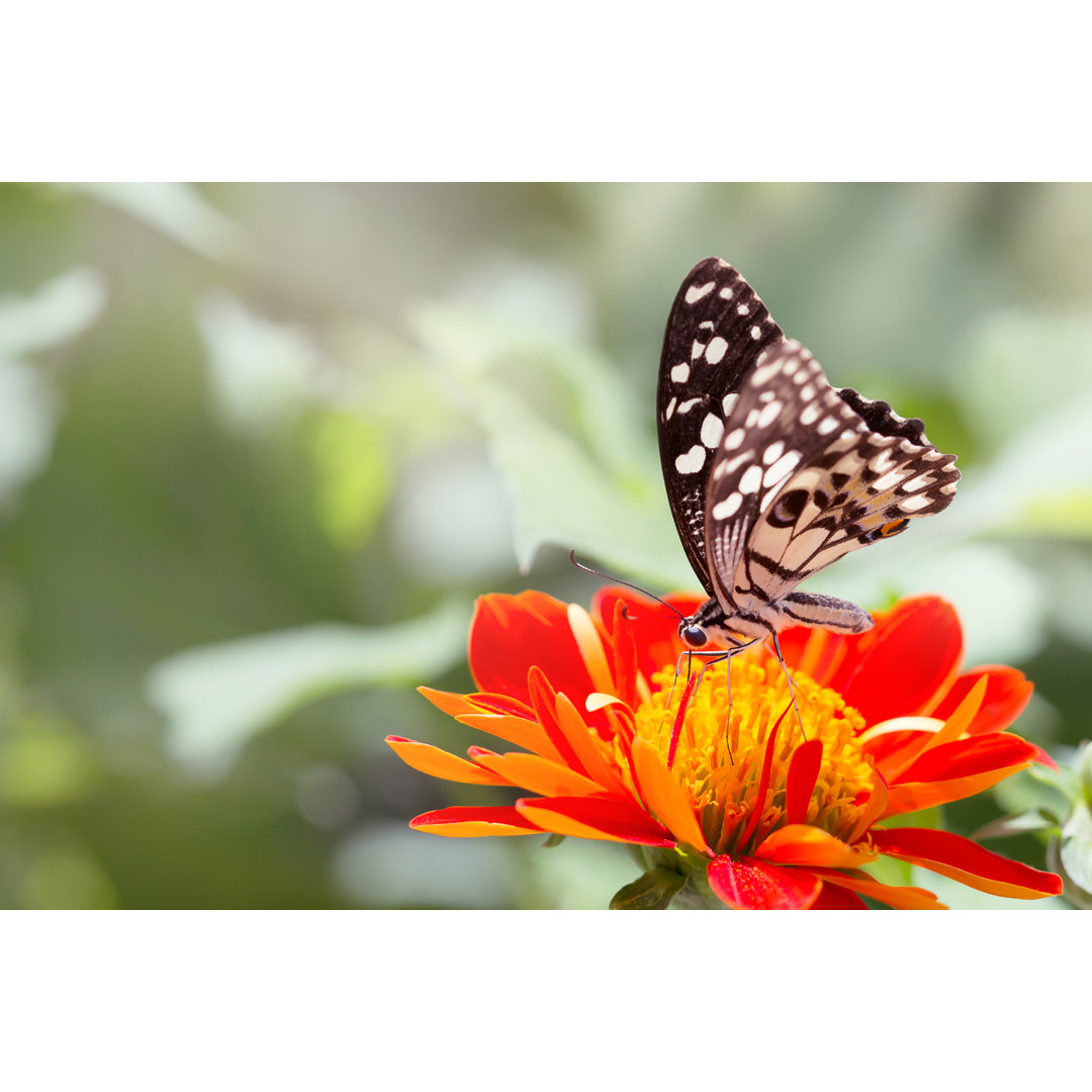 Schöner Schmetterling - Kunstdrucke auf Leinwand