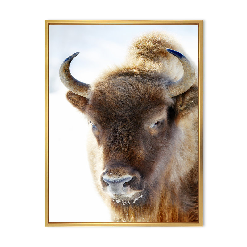 Portrait de bison sauvage - Photographie sur toile, H 40 po x l 30 po x 1,5 po, Cadre flottant doré