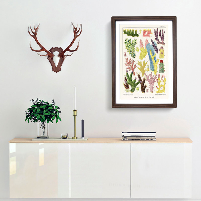 Great Barrier Reef Corals IX by W. Saville-Kent - Picture Frame Painting Print, 36cm H x 27cm W x 2cm D, Walnut Framed