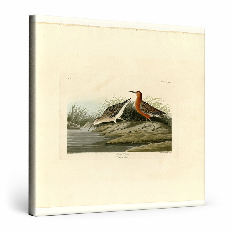 «Pigmy Curlew», plaque CCLX III (1835) - art mural carré sur toile, 12" W x 12" H