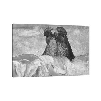 Northern Elephant Seal Bulls Fighting In Surf, Piedras Blancas, California by Tim Fitzharris - Wrapped Canvas Gallery-Wrapped Canvas Giclée