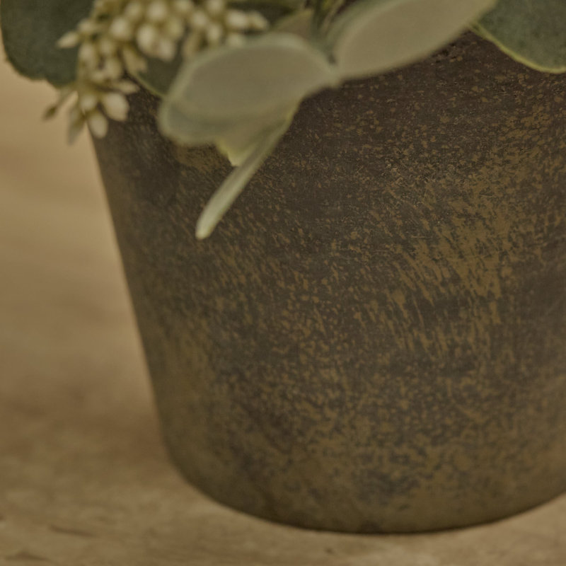 24cm Plant