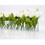 Centre de table tulipes dans un vase
