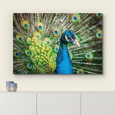 Animals " Vibrant Teal Emerald Peacock Bird Feathers "
