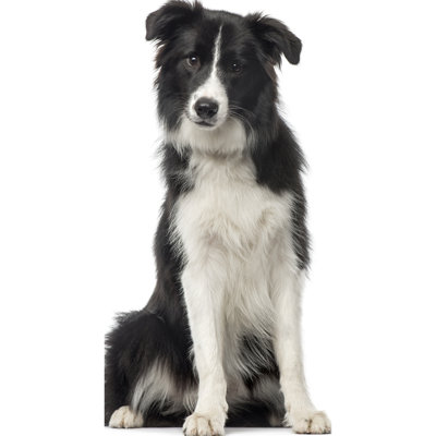 Collie chien Scotch Collie Rough Collie Prop