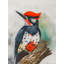 Pic-oiseau | Acrylique sur papier | Par Dinesh Attry | Avec cadre
