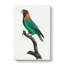 Caica Parrot by F. Levaillant - Wrapped Canvas-55371754