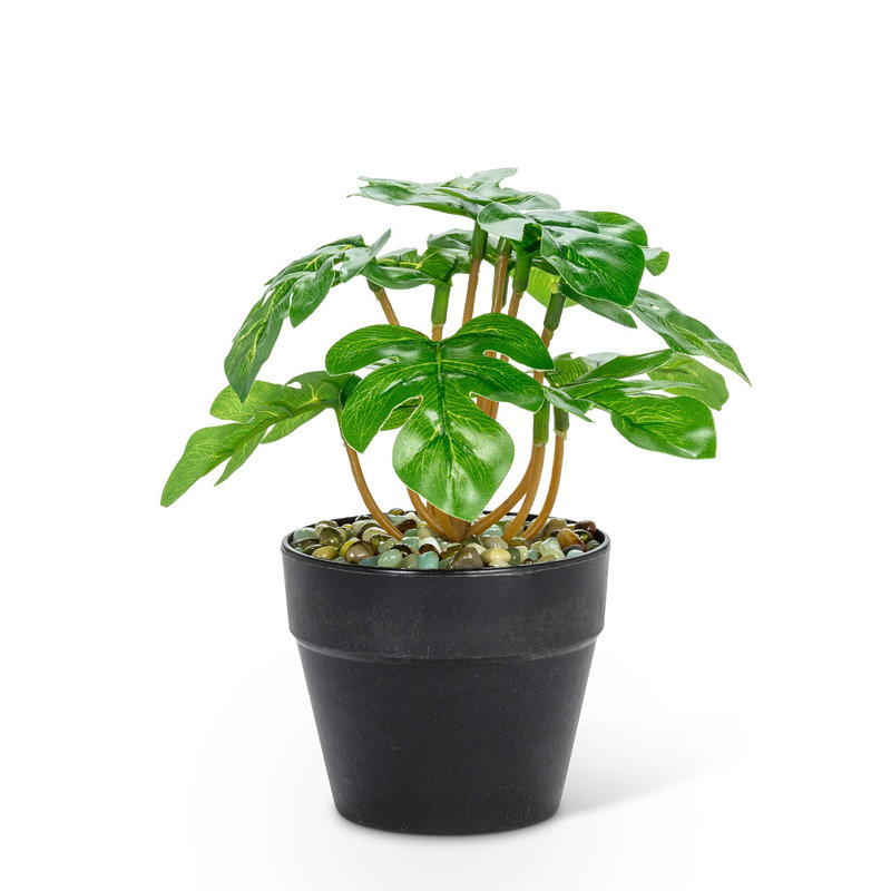 Petite plante à feuilles de pique