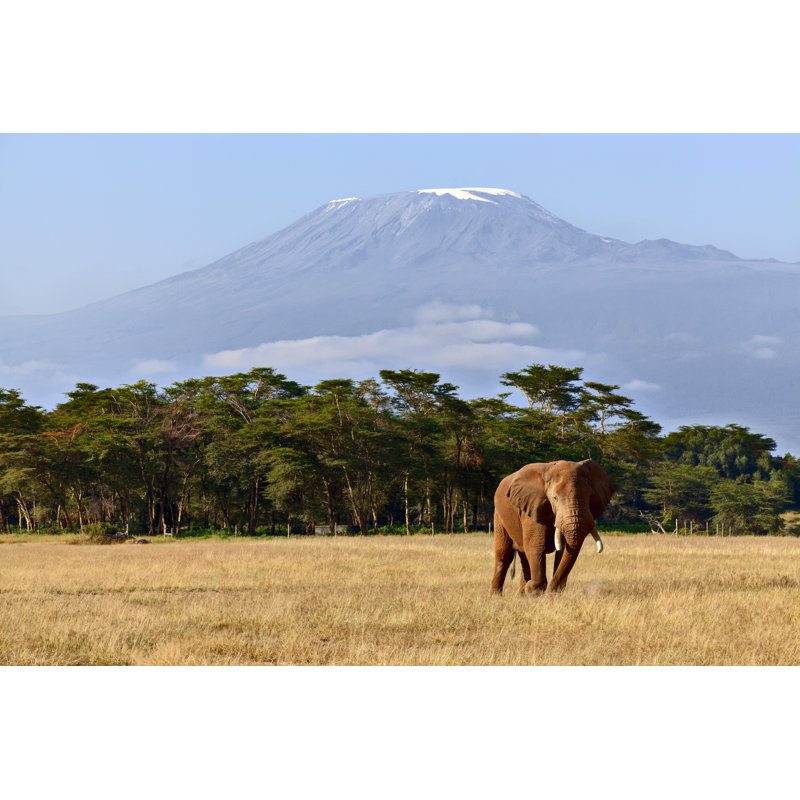 Lonely Elephant - Wrapped Canvas Print, 30cm H x 46cm W x 3.8cm D