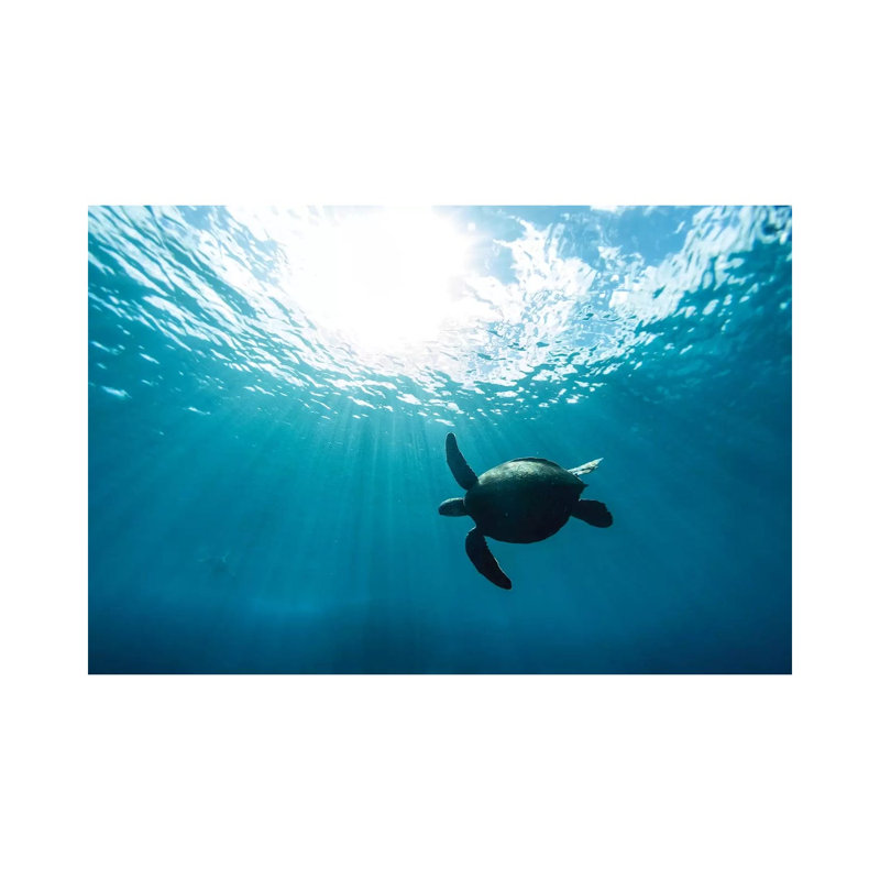 Sun Burst by Sean Davey - Print on Canvas, 30.48cm H x 45.72cm W x 1.91cm D, Wrapped Canvas