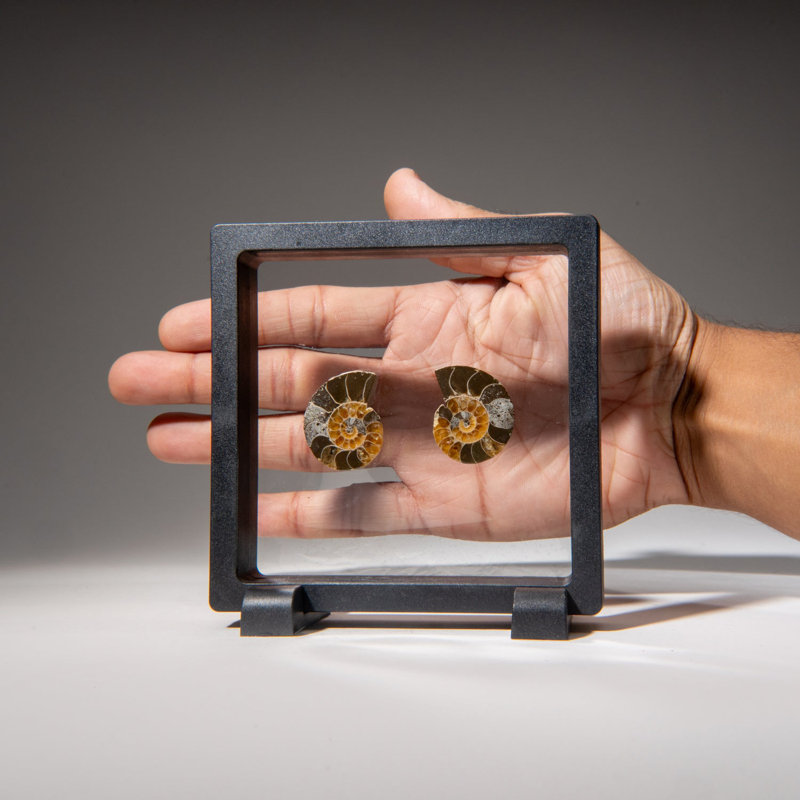 Two Genuine Polished Calcified Ammonite Halves in Display Box (15 Grams)