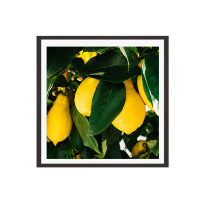Amalfi Coast Lemons by Bethany Young Photography