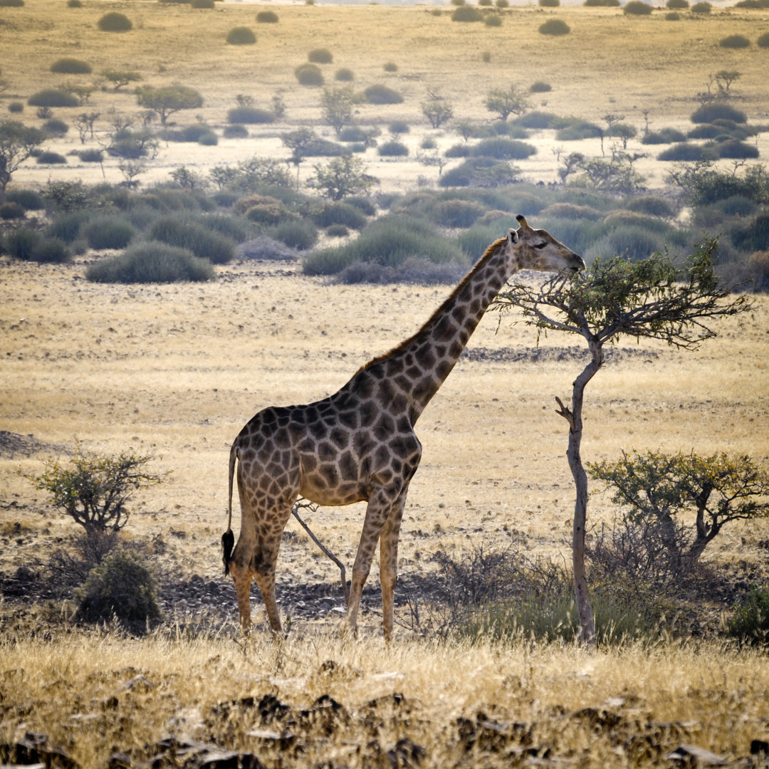 Giraffe frisst Blätter an einem Baum im Damaraland, Namibia von Brytta - Kunstdrucke ohne Rahmen auf Leinwand