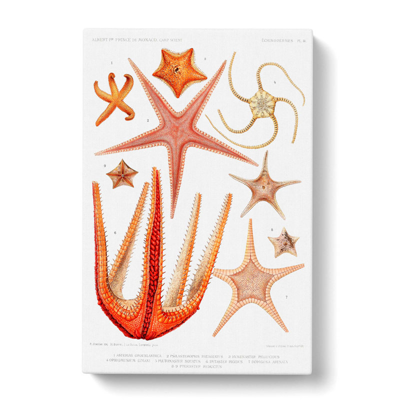 Starfish Illustrations by Albert I - Wrapped Canvas Painting Print, 76cm H x 50cm W x 3cm D