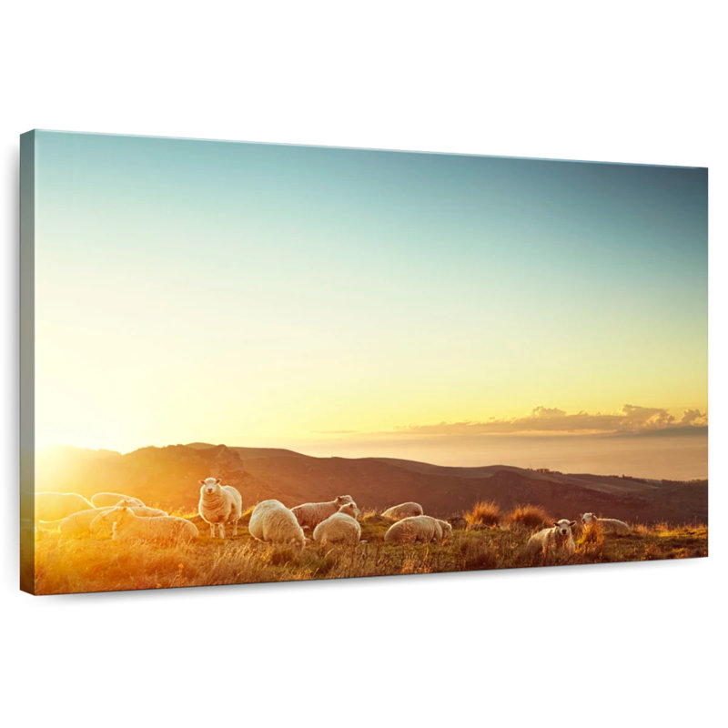 Crowle Meadow Sheep