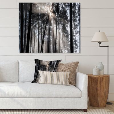 «Sunbeam Through Black White Forest», photographie