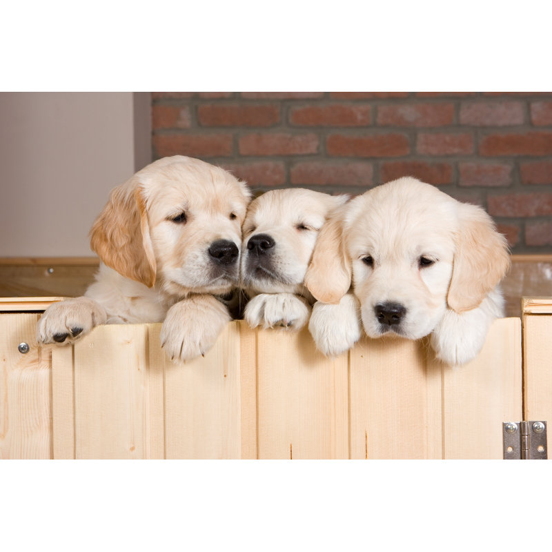 Plusieurs chiots Golden Retriever - photographie sur toile tendue, H 32 po x l 48 po x P 1,25 po