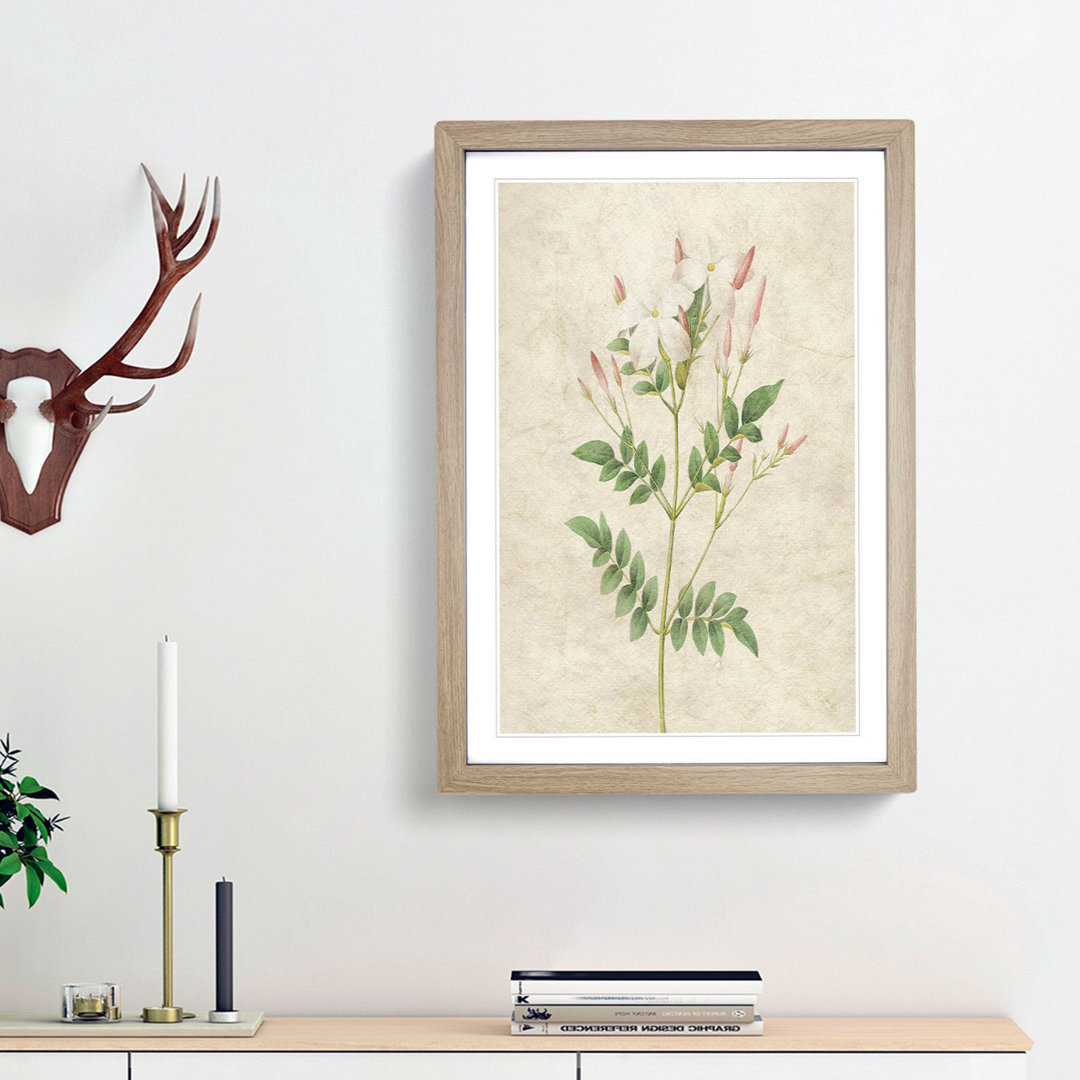 Spanish Jasmine Flowers by Pierre-Joseph Redoute - Picture Frame Painting Print