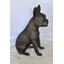 Statue de chien Boston Terrier heureux assis en bronze, taille: 7 po x 13 po x H 17 po