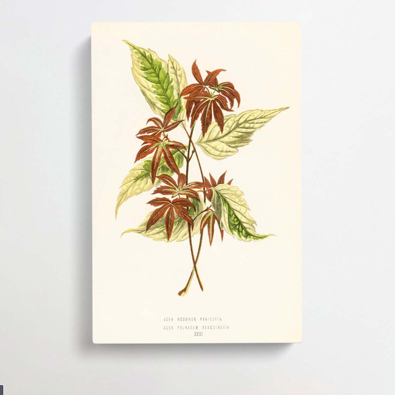 Boxelder Maple Leaf by Benjamin Fawcett - Wrapped Canvas Painting, 91cm H x 60cm W x 3cm D