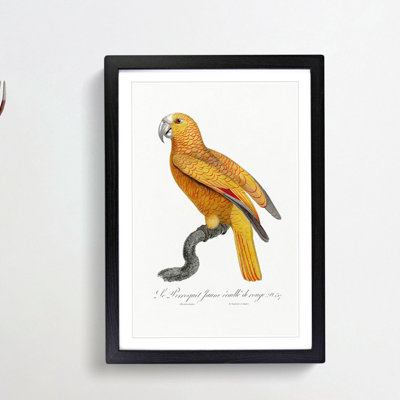 Parrot of Paradise by F. Levaillant - Framed Print