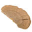 Vickerman Natural Botanicals 4"-6" Sponge Mushroom, Medium. Includes 50 pieces per Pack.