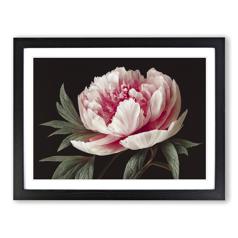 Grand Peony Flower - Print, Black, 46cm H x 64cm W