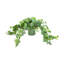 Ivy In Glass Vase With Grass