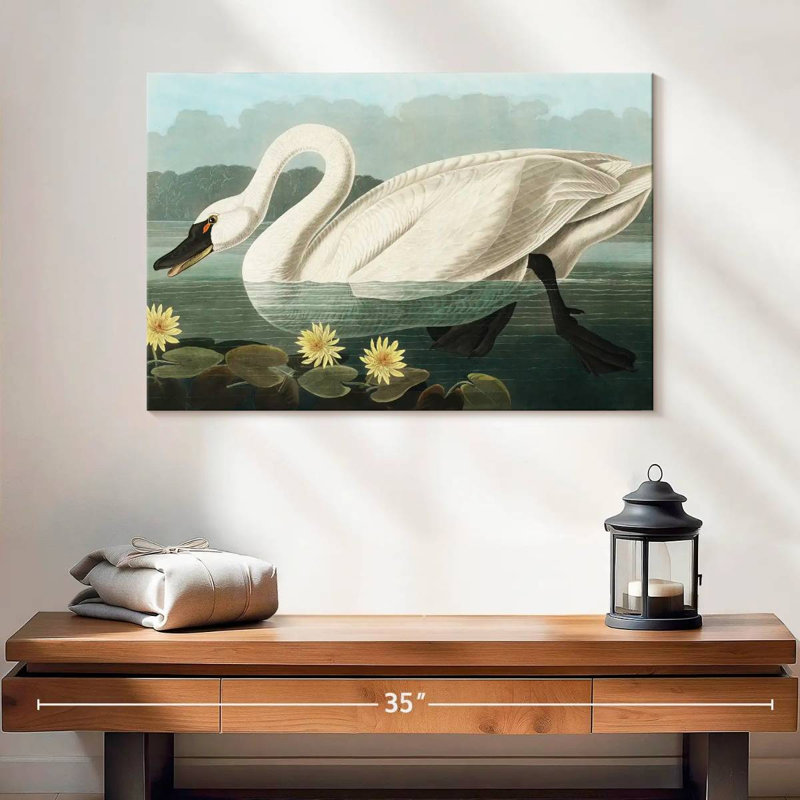 Brampt Common American Swan, 16" H x 24" W