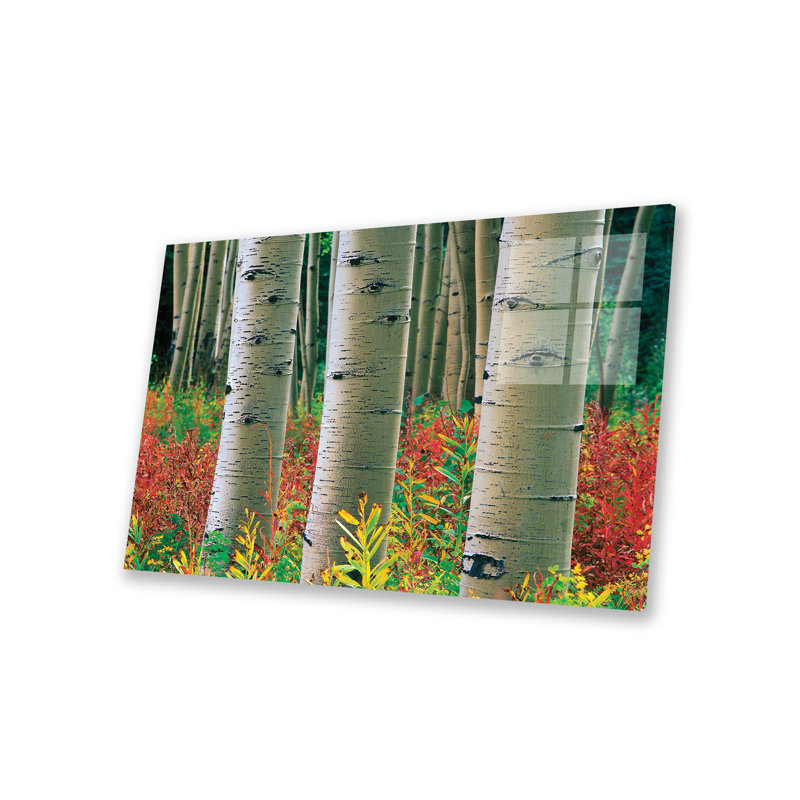 «Quake Aspen Forest, Colorado II on Plastique / Acrylique» par Tim Fitzharris