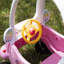 Growni Up my Unicorn Coupe - jouet magique avec klaxon scintillant, roues pivotantes à 360 degrés et poignée à pousser pour les parents - véhicule fantastique pour tout-petit avec klaxon fonctionnel