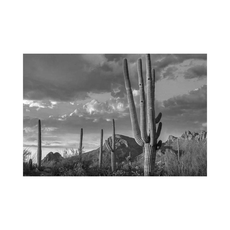 Woodpecker Holes In Saguaro Cactus, Tucson Mountains, Saguaro National Park (West), Arizona by Tim Fitzharris - Gallery-Wrapped Canvas Giclée on Canvas