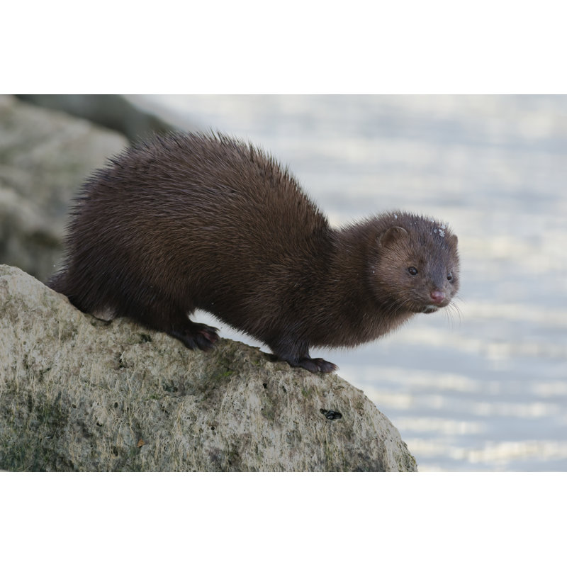 American Mink by Paul Reeves - Wrapped Canvas Print, 30.48cm H x 45.72cm W