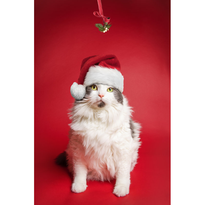 Chat à poils longs blanc par Sdominick, H 36 po x l 24 po