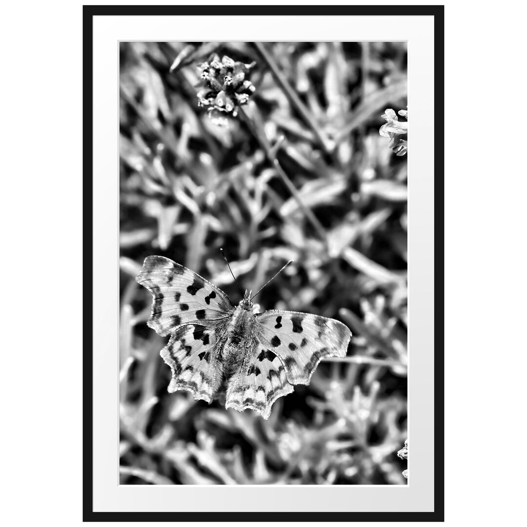 Gerahmtes Poster Schmetterling auf Blumenwiese