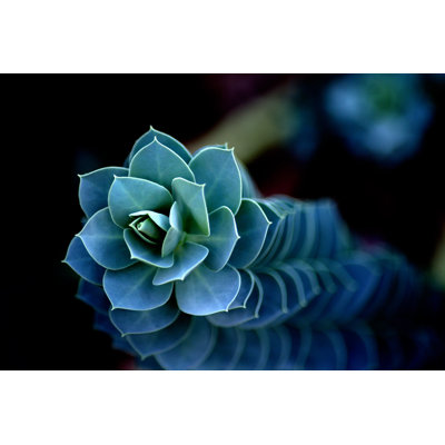 Spiraling Green Beauty by Lobius - Wrapped Canvas Print