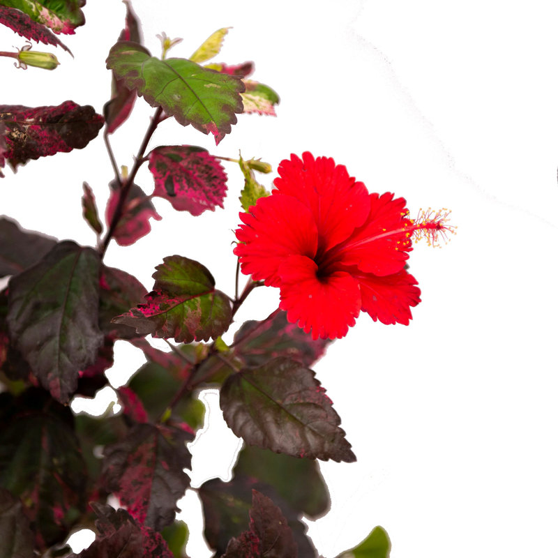 Red Hot Hibiscus in 10-Inch Black Pot