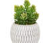 Small Succulents Ceramic Pots