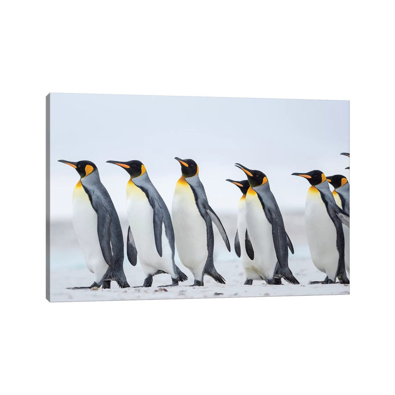 King Penguin On Falkland Islands. by Martin Zwick - Wrapped Canvas Print, 20.32 cm H x 30.48 cm W