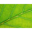 Autumn Leaf Print by Philippe Monthoux-65858889-132612938