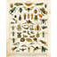 «August Grove® Babbitt, Gwendolyn Gallery», art sur toile tendue sous le titre «Bug Chart II»-1626461460